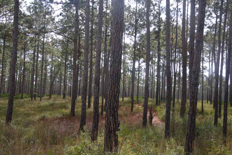 hiking trail